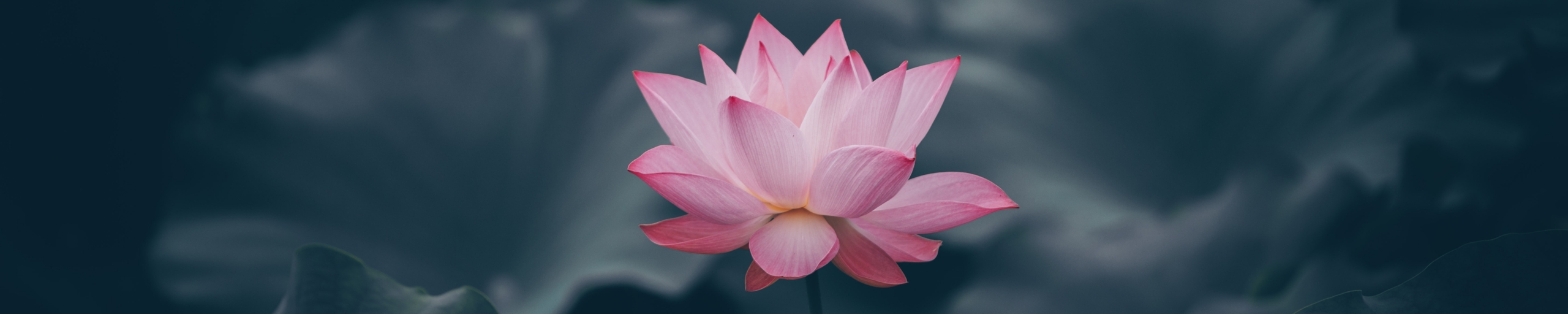 Marilyn Perry's Lotus Sutra Hoben Chapter Translation Marilyn Perry's Lotus Sutra Hoben Chapter Translation