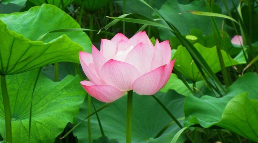 Lotus Sutra Hoben Chapter Translation And Commentary