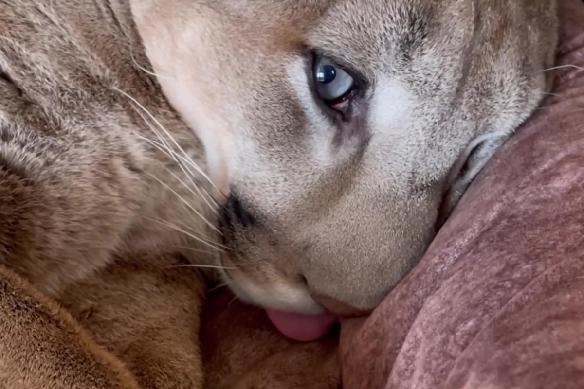 Cougar Man Messi Captivates Continuously