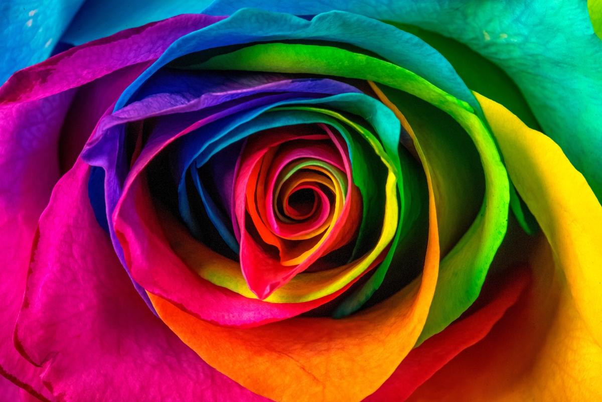 Marilyn Perry's Discovery Of An Amazing Rose Petal Image