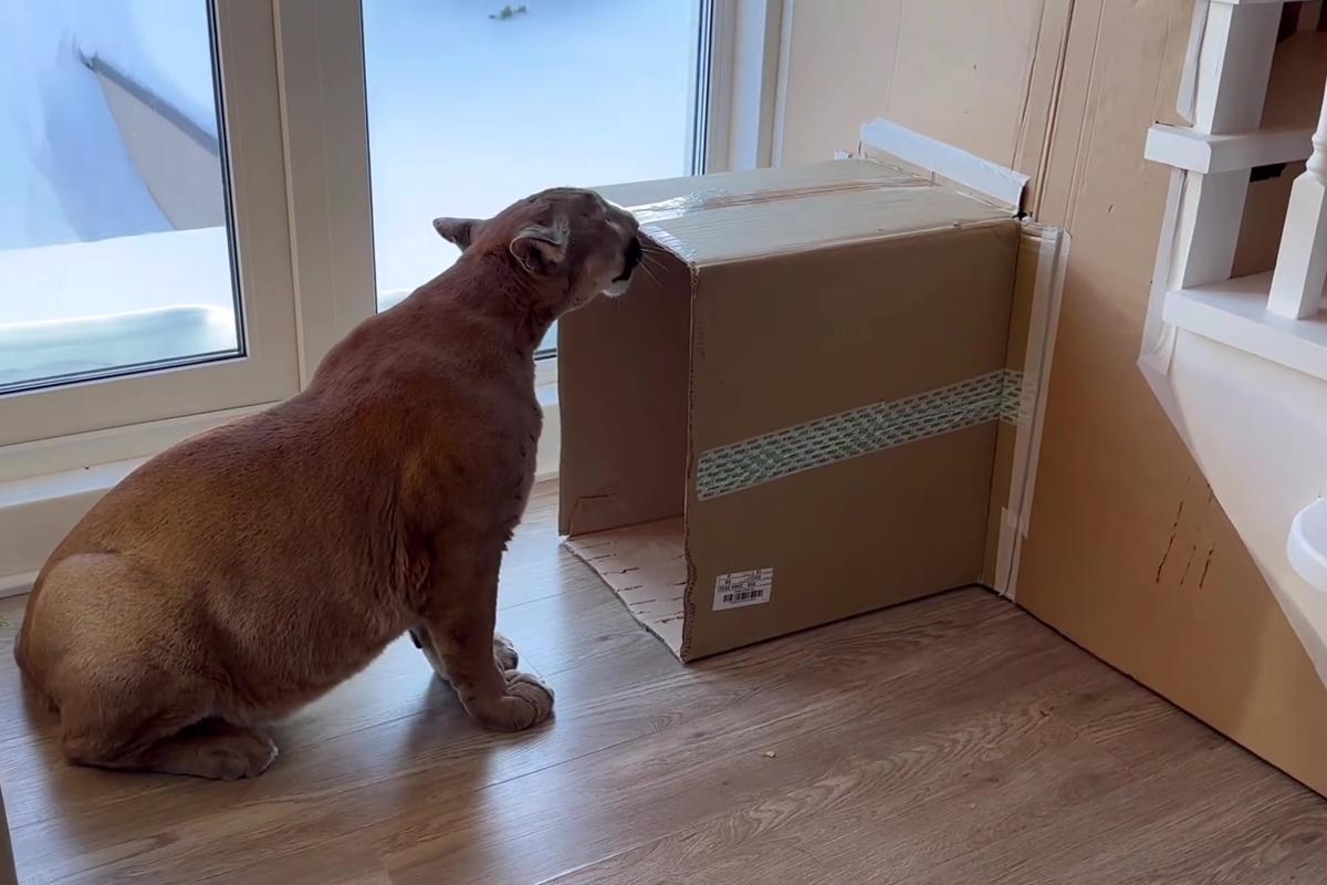 Cougar Man Messi's New Den Under The Stairs