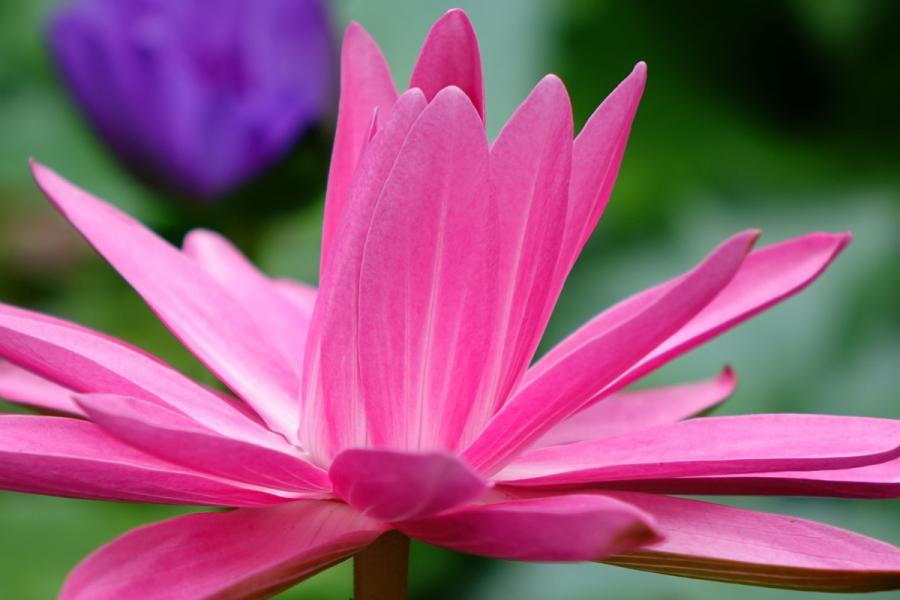 An Outline of the Buddhist Concept Karma, the Universal Law of Cause and Effect