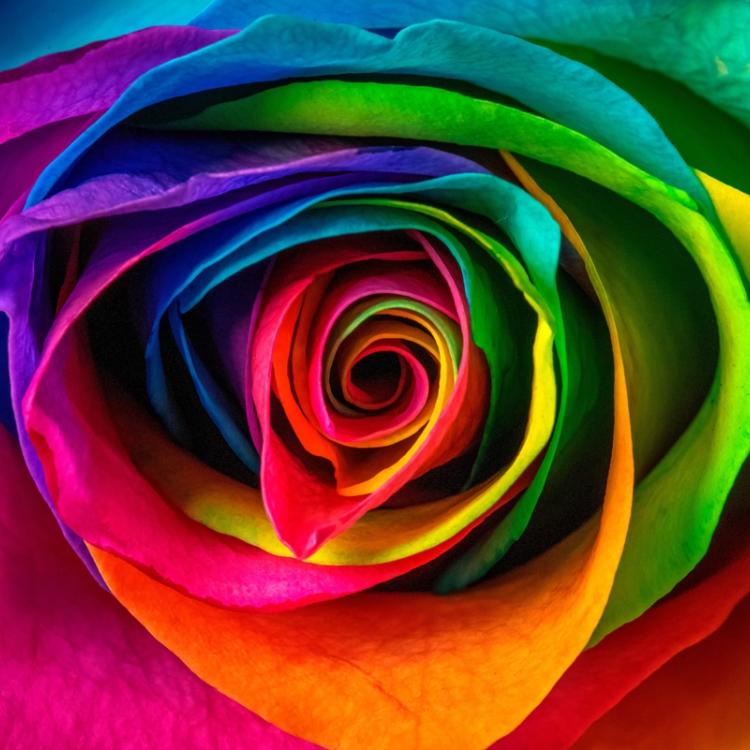 Marilyn Perry's Discovery Of An Amazing Rose Petal Image