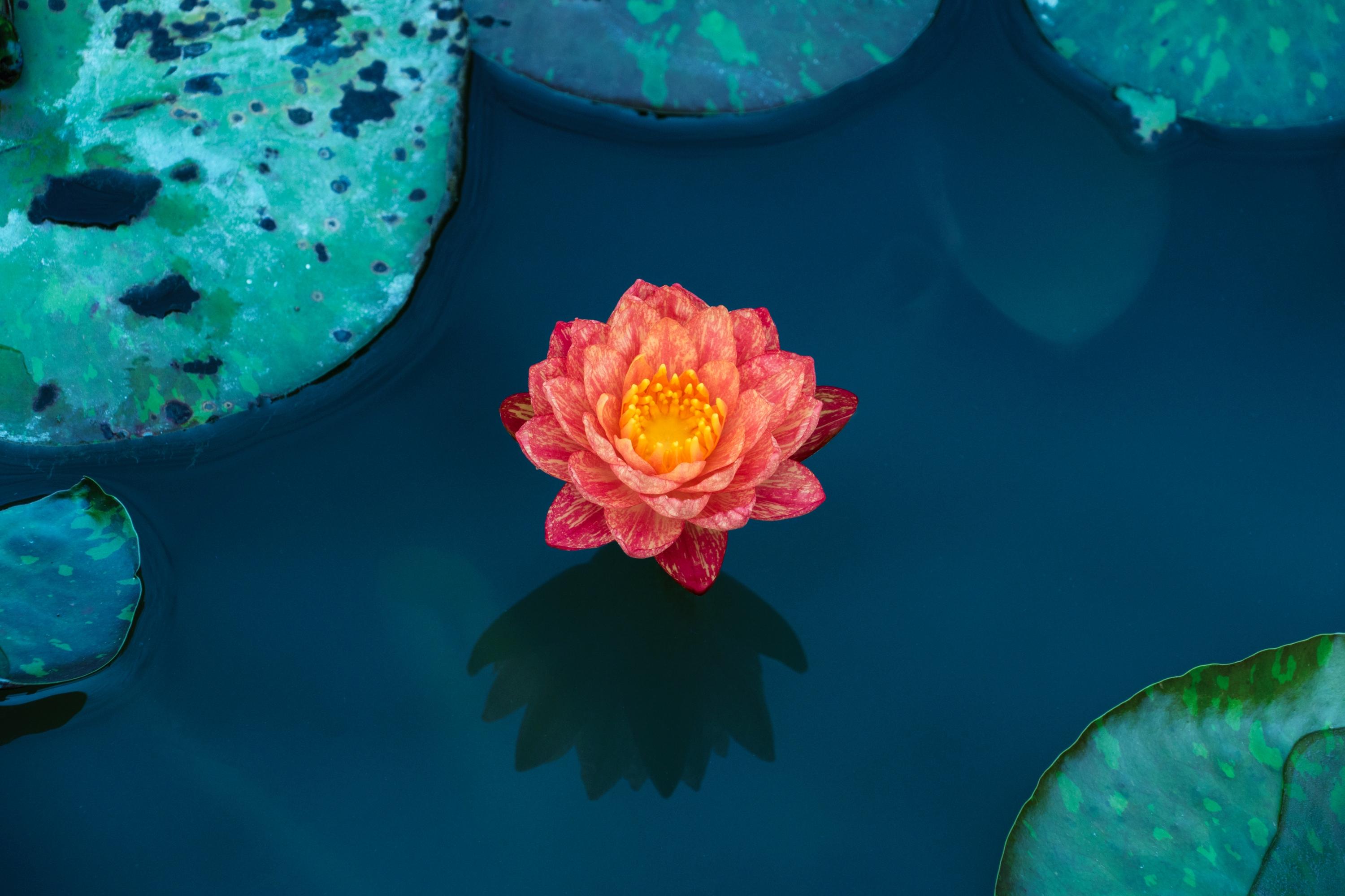 Marilyn Perry's Lotus Sutra Hoben Chapter Translation